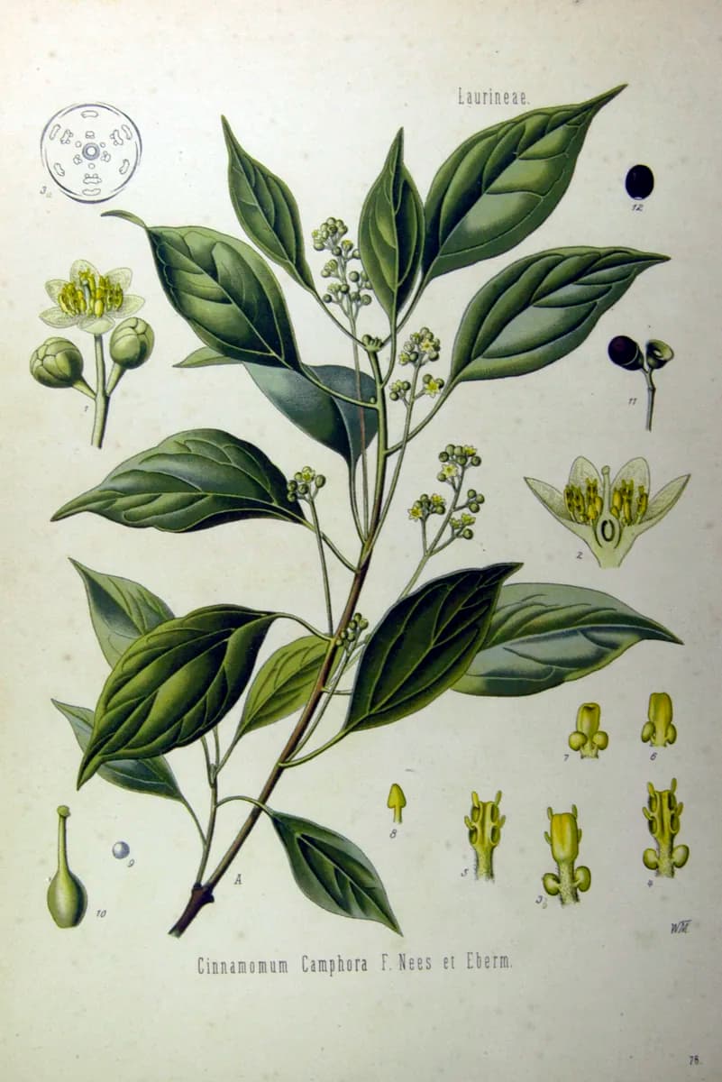 Camphor, a botanical engraving from Köhler's Medizinal-Pflanzen, 1887