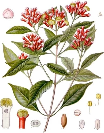 Cloves, a botanical engraving from Köhler's Medizinal-Pflanzen, 1887