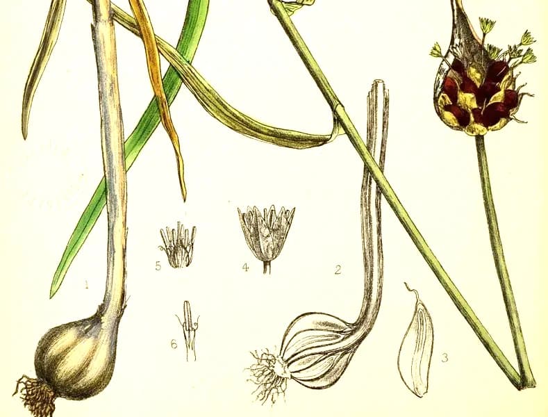 Garlic, a botanical engraving from Köhler's Medizinal-Pflanzen, 1887