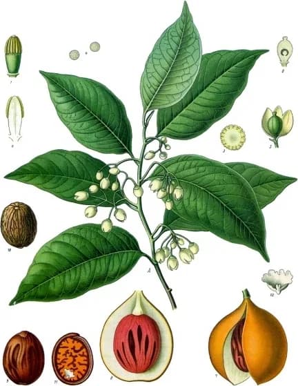 Nutmeg, a botanical engraving from Köhler's Medizinal-Pflanzen, 1887