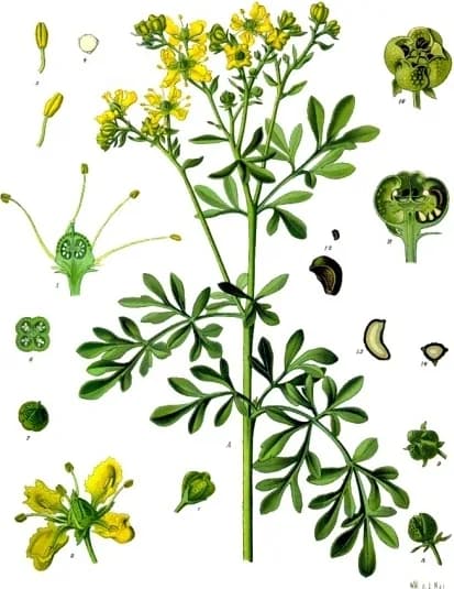 Rue, a botanical engraving from Köhler's Medizinal-Pflanzen, 1887