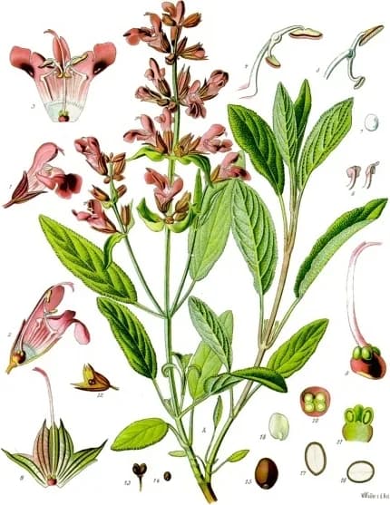 Sage, a botanical engraving from Köhler's Medizinal-Pflanzen, 1887